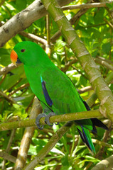 Eclectus Green Parrot