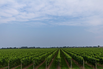 Vineyard in Italy