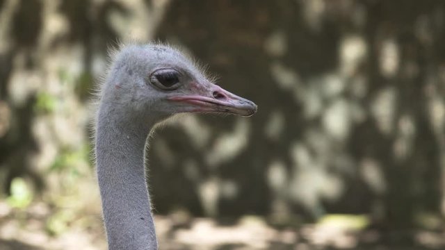 Head and Neck of Young Ostrich. FullHD footage