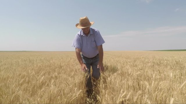 Senior farmer walking in a wheat field and examining crop.