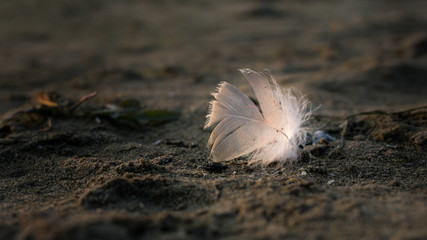 Lonely down  feather in the evening sun on the beach.