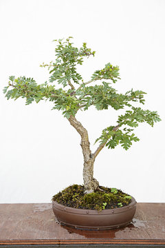 Common hawthorn (crataegus monogyna) bonsai on a wooden table and white background
