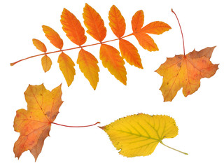 Obraz premium fallende Blätter, Herbst