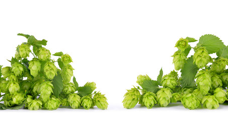 Hop cones (Humulus Lupulus) isolated on white background.