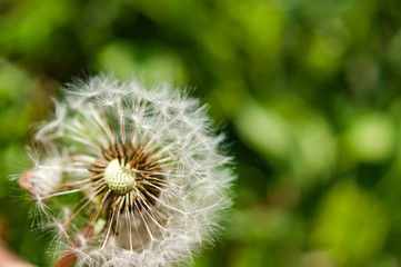 A single dandelion with some seeds blown away on green background in late summer