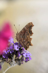 C-Falter (Polygonia c-album) auf Lavendelblüte