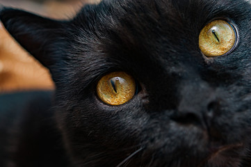 Close-up of a black cat's yellow eyes