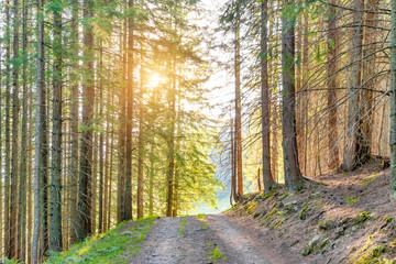 Naklejka premium Green forest and rays of sun light