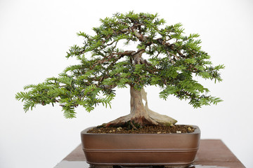  European yew (Taxus baccata) bonsai on a wooden table and white background