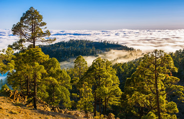 Amazing natural landscape of foggy mountains. Forest natural. Location: Tenerife, Canary Islands. Artistic picture. Beauty world.