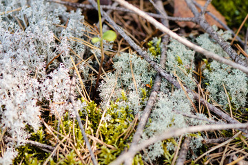 forest moss