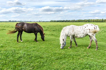 Horses grazing on a green field