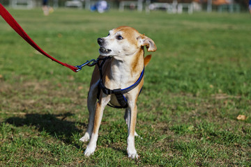 Pinscher Dog Lawn Portrait