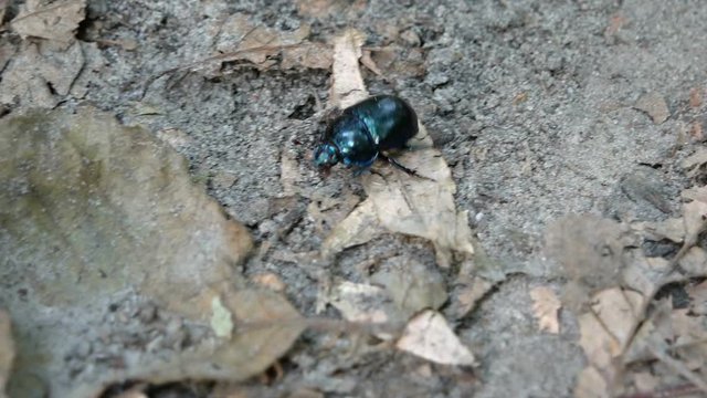 Small Scarabaeus beetle crawls along the ground in the forest. Ukraine