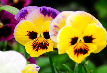 Two yellow pansies in the garden