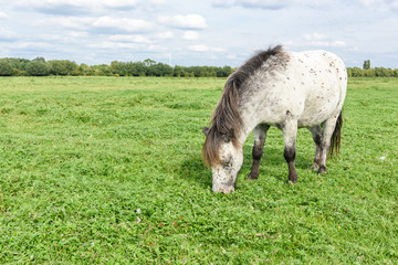 Obraz na płótnie Canvas Horse grazing on a green field