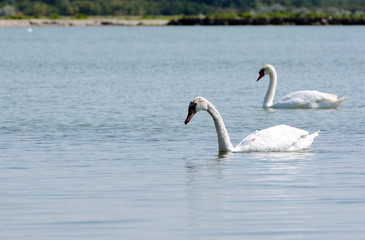 White swans on a rippled lake.