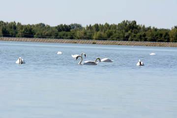 White swans on a rippled lake.