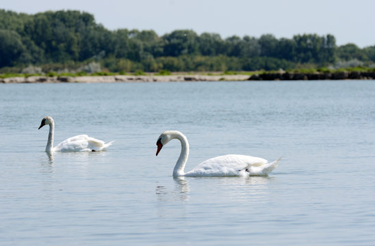White swans on a rippled lake.