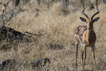 Südafrika Krüger Nationalpark