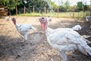 White turkeys on the farm