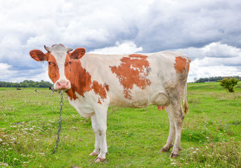 Profile of cow on the background of bright green field. Funny cow on cow farm. Young red and white spotted calf staring at the camera. Curious, amusing cow and natural background