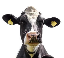 Foto op Plexiglas portret van een koe op een witte achtergrond © Kunz Husum