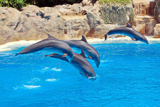 dolfins