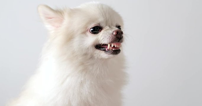 White Pomeranian dog biking