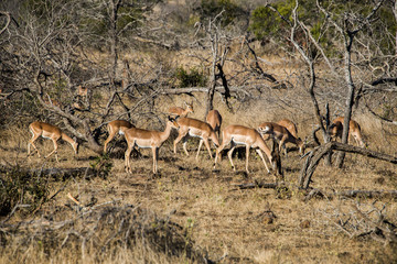 Südafrika Krüger Nationalpark