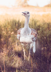Big bustard in Devavanya