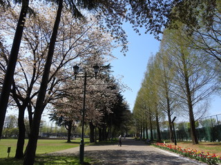 桜と並木道