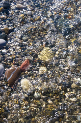 sea pebble beach with multicoloured stones, waves with foam