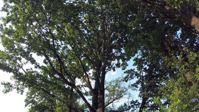 The Tree Foliage Looking Up