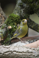 Grünling oder Grünfink (Chloris chloris), Europa