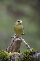 Grünling oder Grünfink (Chloris chloris), Europa