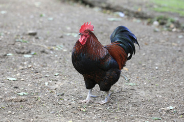 Haushahn, Gockel, Haushuhn, Rasse Gauloise Dorée