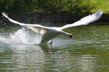 Höckerschwan (Cygnus olor) beim Start
