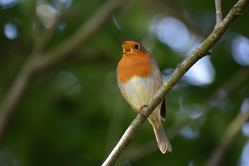 Robin singing 