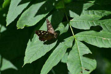 Brown butterfly 