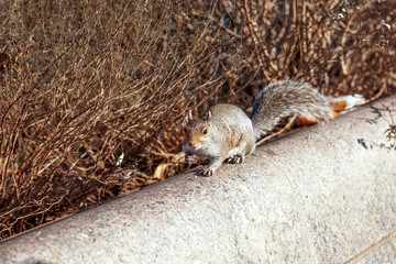 Cute Squirrel in Battery Park