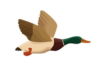 Obraz premium Duck from swamp isolated icon in cartoon style, flying bird for hunting colorful vector illustration