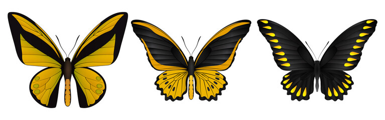 Set of colorful realistic butterflies