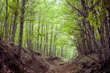 Bosque de castaños