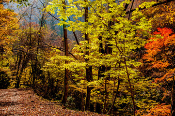 西日本の山・林道の黄葉、紅葉