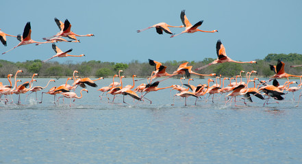 Pink flamingos flying over the lagoon.