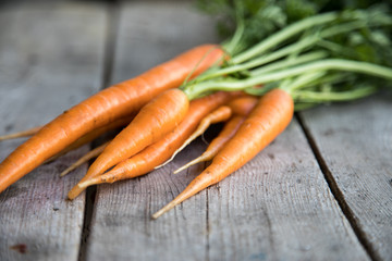 fresh carrots bunch on wood. Bunch of fresh carrots with green leaves. Raw food ingredients