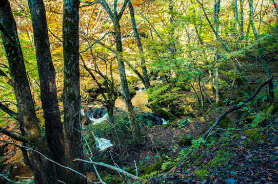 西日本の山・渓谷の黄葉、紅葉