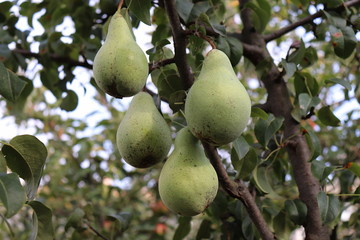 Ripe pears on tree branch in the organic garden. Close up view of Pears grow on pear tree branch with leaves under sunlight, selective focus on pears