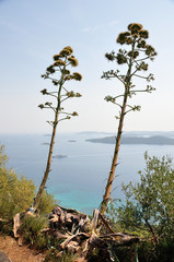 Kwiatostan agawy rosnący na skraju wybrzeża Chorwacji. - obrazy, fototapety, plakaty